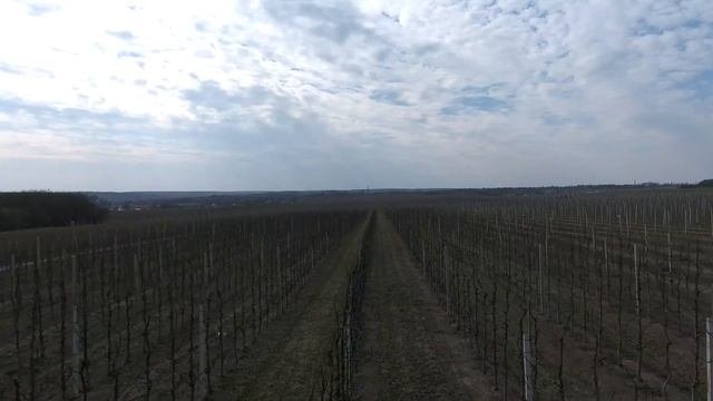 Столбы предварительно напряженные. Столбы для сада Столбы для ограждения. Столбы виноградные