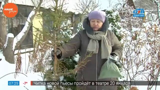 Садовые истории – мульчирование хвоей