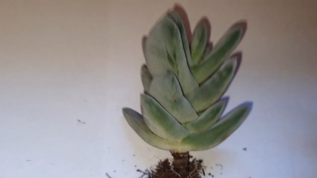 como cuidar las crassulas tipo torre❓ смотреть онлайн