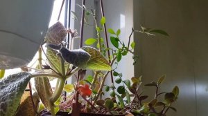 Дом в цветах// Обзор цветов на кухне. Цветы на потолке.