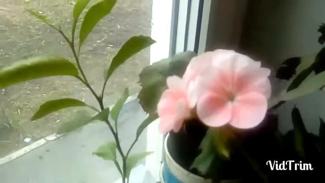 Картошка с яйцами жареная в микроволновой печи 2 завершения смотреть онлайн