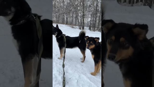 Новенькие собаки осваивают прогулки