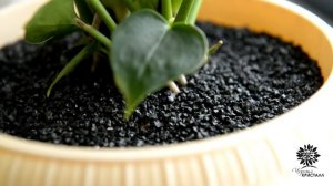 Инструкция по уходу за комнатными растениями