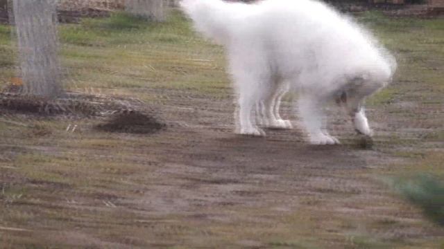 Самоедская собака играет в футбол, щенок самоеда, эти забавные животные (funny moments) смотреть онлайн