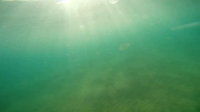 Рыбалка Как ловить Барабульку Чёрное море Орджоникидзе Крым 11 08 2019