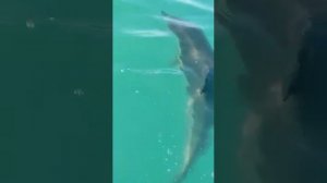 Дельфин ест Рыбку с Рук Отдыхающего в Сочи