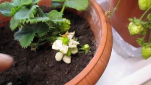 Ремонтантная  клубника из семян  и ее урожай зимой !