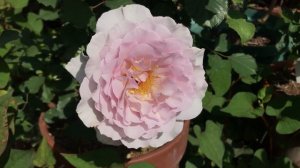 Rose new wave ニューウェーブ
