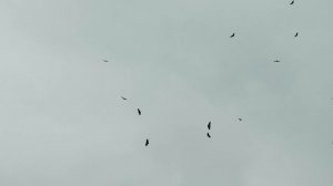 Flying Birds 4K Video - Free HD Stock Footage - No Copyright - Bird Animals Sky