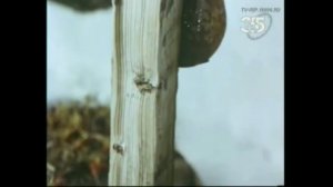 Колымским маршрутом 2010 серия 9.1 из 12 (лагерь Бутугычаг)