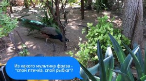 Поездка в Сафари Парк в Дубае #dubaisafaripark #dubailife #dubai