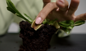 Невероятно! Откройте для себя удивительные способности растений, которые заставят вас переосмыслить