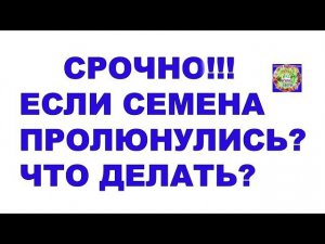 Срочное сообщение! Что делать, если семена проклюнулись?