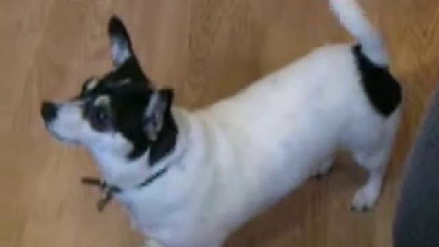 Metronome Dog смотреть онлайн