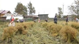 Процесс посадки и обработки льна - Уборка льна (22)