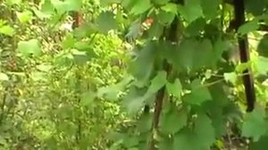 Виноград. Сад Зауралья.Курган. часть первая.My grapes. Garden Of The Urals.Kurgan.