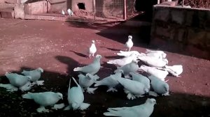 голуби махачкалинские космачи!