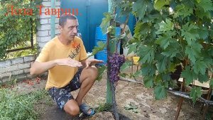 ГФ Дубовский Розовый 2018г