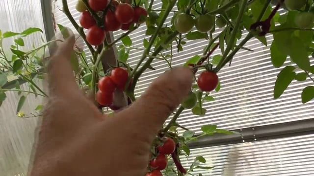 Томаты, которые поспели в теплице первыми, еще в мае! Томат - черри Гартен Фройде. Очень  сладкий!