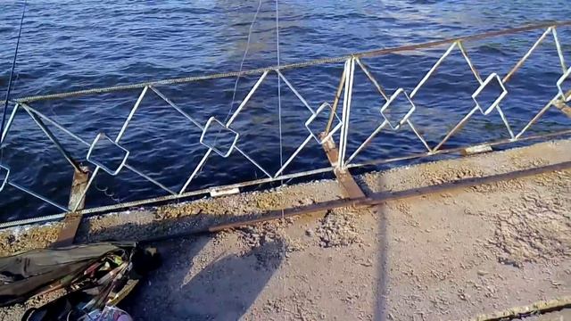 бычки для котов смотреть онлайн