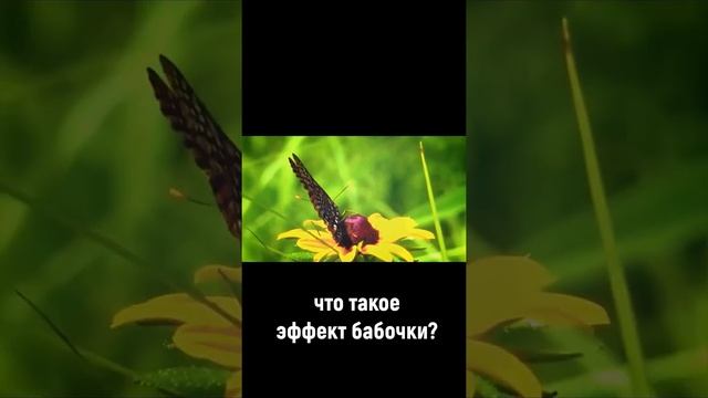 что такое эффект бабочки?