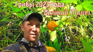 Грибное местечко. Тихая охота. Нижний Тагил 2023.