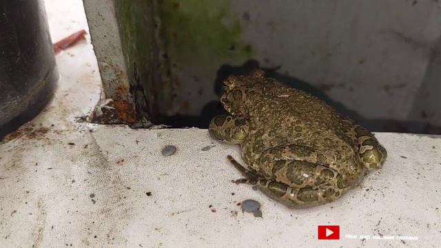 Где хочу там и сижу смотреть онлайн