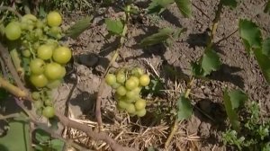 Виноград Прима Украины поразил своим вкусом.