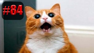 916 секунд Смеха 🐱😂  | UNUSUAL MEMES приколы лучшие до слез 🐱🤣 2022 Funny cute cats compilation