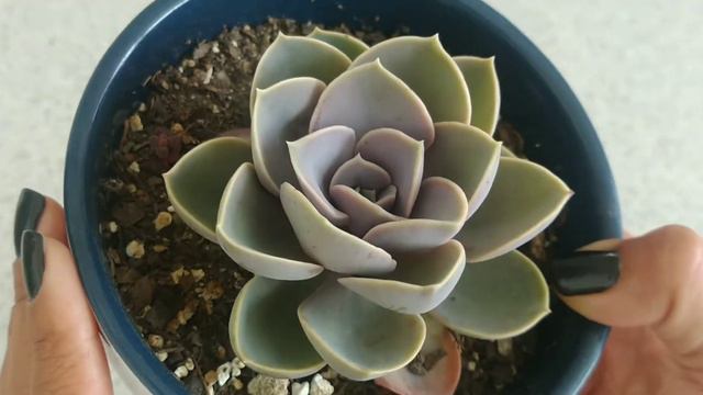 🏋🏽♀️ Echeveria Super Fuerte!!! Perle Von Nürnberg resistente 💪🏽 смотреть онлайн