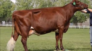 Все породы коров. Более 300 пород