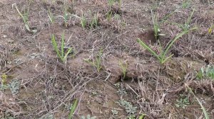 Недостатки безвыкопного способа выращивания чеснока с воздушной бульбочки, двухлетний цыкл.