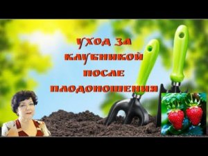 Уход за клубникой после окончания плодоношения #огородгорожанки #клубника