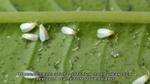 Вредители и болезни томатов в теплице
