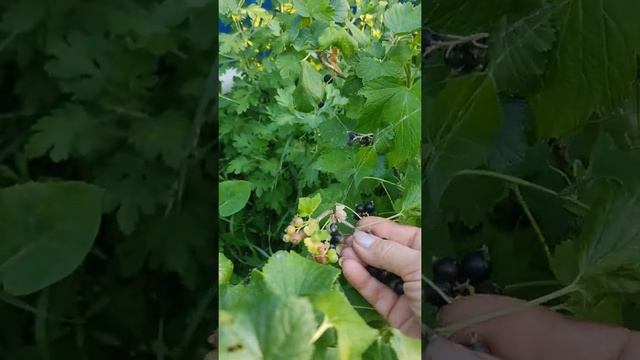 Черная смородина! Люблю есть смородину) Душистая и вкусная созрела смородина смотреть онлайн