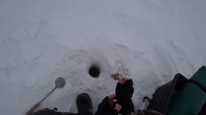 УЛОВИСТАЯ БЕЗМОТЫЛКА, ПОСТАВИЛ И ПОНЕСЛАСЬ