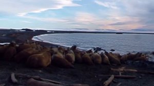 Herd of Walrus on Sailing trip Spitsbergen, Arctic 2010