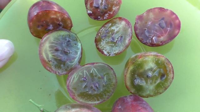 Галатея, ранний сладкий, крупный крыжовник смотреть онлайн