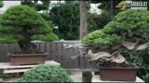 Khu vườn của bậc thầy Bonsai : Masahiko Kimura master