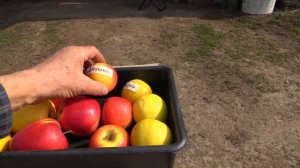 Сохранность плодов яблони на 22.03.2023 / Сорта СИРИУС, МАДЖЕСТИК, ДЖУНАМИ, ГОЛДРАШ