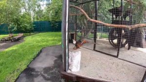 СЕВЕРНЫЙ ОЛЕНЬ / Ферма северных оленей в д. Анциферово