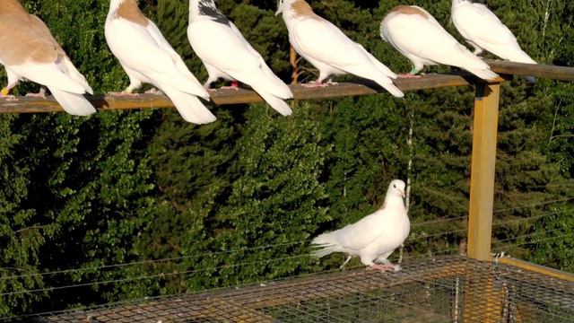 Вечерний моцион 