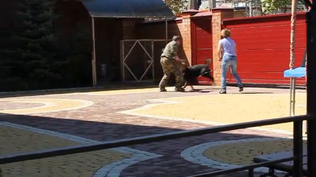ДРЕССИРОВКА,СТАВРОПОЛЬ,ОХРАНА ТЕРРИТОРИИ.
