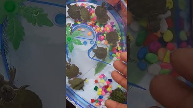 Маленькие черепахи смотреть онлайн