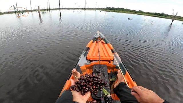 COISA ESTRANHA E PERIGOSA, BOTEI A MÃO E FUI PICADO! Pescaria com vara de Bambu. смотреть онлайн