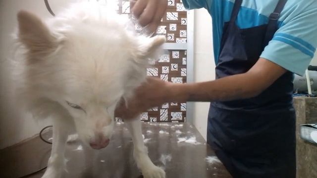 pom bog lion hair cut смотреть онлайн