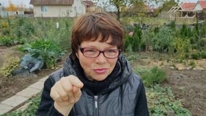 Вырастим из косточки вкусные персики и абрикосы. Формирование корневой системы. Стратификация.