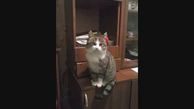 Котовасия смотреть онлайн