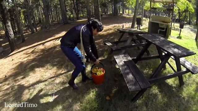 С Наташей за грибами. РЫЖИКИ и МАСЛЯТА. смотреть онлайн