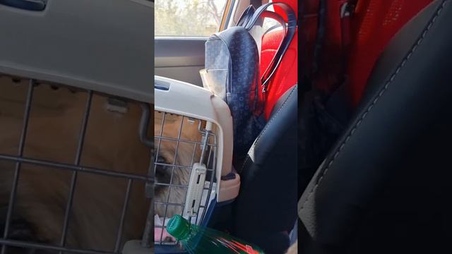 Маечка едет удалять папиллому с нижнего века смотреть онлайн